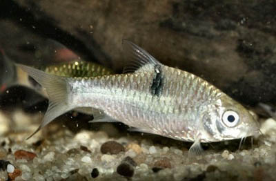 Puntius binotatus